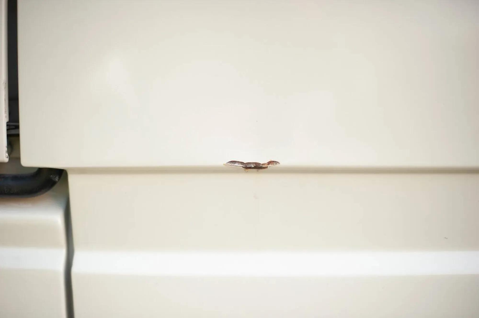 1987 Volkswagen Vanagon Westfalia Weekender